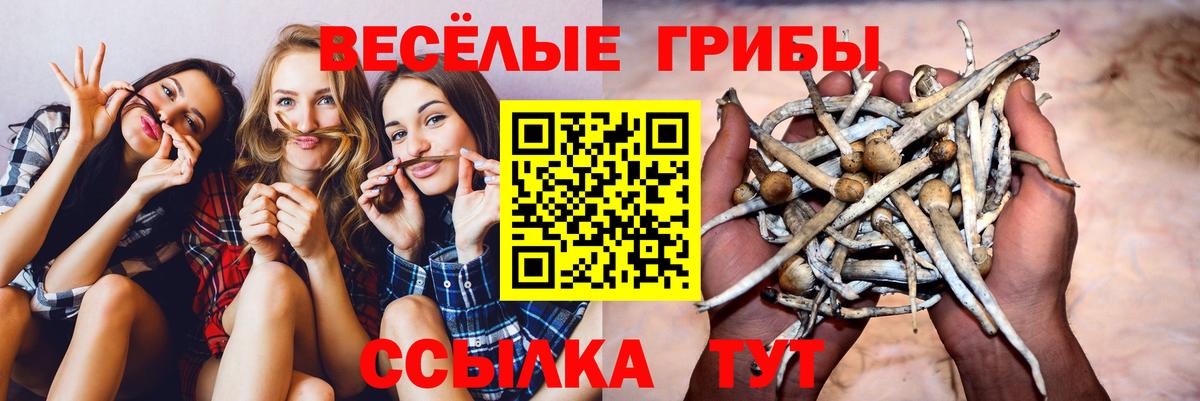Заинск  Псилоцибиновые грибы мицелий  Вход с VPN 